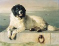 /album/fotogaleria/landseer-distinguished-member-jpg/